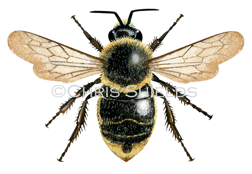 Illustration of Cuckoo Bumblebee female (Bombus campestris) (#2634)
