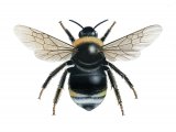 Illustration of Cuckoo Bumblebee (Southern) Bombus vestalis (#2623)
