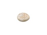 Illustration of Cuckoo egg (Cuculus canorus) (#3290)