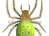 Illustration of Cucumber Green Spider (Araniella cucurbitina) (#3679)