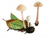Illustration of Cystolepiota adulterina (#1690)