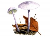 Illustration of Cystolepiota bucknallii (Lilac Dapperling) (#1689)