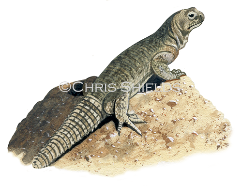 Illustration of Dab Lizard (Uromastyx acanthinurus (#0390)