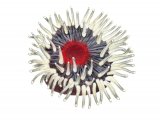 Illustration of Dahlia Anemone (Urticina felina) (#2421)