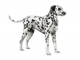 Illustration of Dalmatian Dog (Canis lupus familiaris) (#3748)