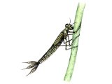 Illustration of Damselfly Nymph (Coenagrion) (#1287)