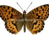 Illustration of Dark Green Fritillary ( Argynnis aglaja) (#3388)