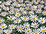 Illustration of Dasies (#4377)
