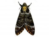 Illustration of Deaths head Hawkmoth (Acherontia atropos) (#0871)