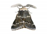Illustration of December Moth (Poecilocampa populi) (#4162)