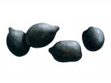 Illustration of Deer Droppings (Roe) (#2774)
