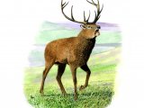 Illustration of Deer (Red) Stag (Cervus elaphus) (#0245)