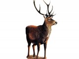 Illustration of Deer (Red) Stag (Cervus elaphus) (#3558)