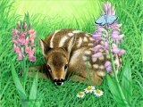 Illustration of Deer (Roe) Fawn (Capreolus capreolus) (#0242)