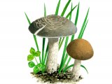 Illustration of Dermoloma cuneifolium (Crazed Cap) (#4054)