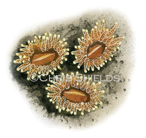 Illustration of Devonshire Cup Coral (Caryophyllia smithii) (#1832)