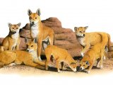 Illustration of Dingo (Canis lupus dingo) (#0240)