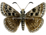 Illustration of Dingy Skipper (Erynnis tages) (#1390)