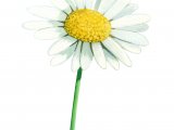 Illustration of Dog Daisy (Leucanthemum vulgare) (#1451)