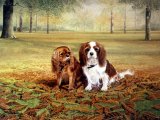 Illustration of King Charles Spaniel (Canis lupus familiaris) (#1335)