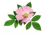 Illustration of Dog Rose (Rosa canina) (#3296)
