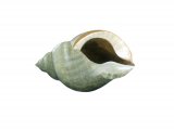 Illustration of Dog Whelk (Nucella lapillus) (#0790)