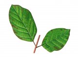 Illustration of Dogwood Dogwood (Cornus sanguinea) (#3213)
