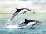 Illustration of Dolphin (Common) Delphinus delphis (#1635)