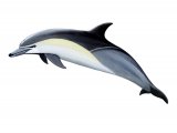 Illustration of Dolphin (Common) Delphinus delphis (#1849)