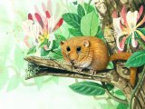 Illustration of Dormouse (Muscardinus avellanarius) (#1417)