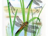 Illustration of Dragonflies (#3377)