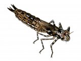 Illustration of Dragonfly Nymph (common hawker) Aeshna juncea (#1300)