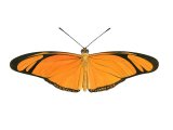 Illustration of Flambeau (Dryas iulia) (#2174)