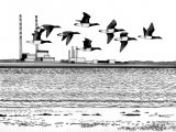 Illustration of Goose (Brent) Branta bernicla (#0454)