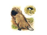 Illustration of Duck-Billed Platypus (Ornithorhynchus anatinus) (#1022)