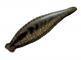 Illustration of Duck Leech (Theromyzon tessulatum) (#2276)