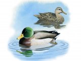 Illustration of Mallard (Anas platyrhyncho) (#3230)