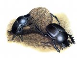 Illustration of Dung Beetle (Scarabaeinae sp.) (#0939)
