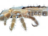 Illustration of Dust Mite (#2064)