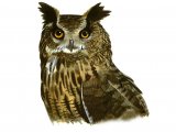 Illustration of Eagle Owl (Bubo bubo) (#1173)