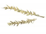 Illustration of Ears of corn eaten by Rooks (#2935)