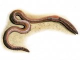 Illustration of Earthworm (Lumbricus terrestris) (#0362)