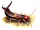 Illustration of Earwig male (Forticula auricularia) (#1461)