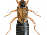 Illustration of Earwig (male) Forticula auricularia (#2646)