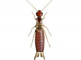 Illustration of Earwig (male) Forticula lesnei (#2608)