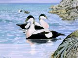 Illustration of Eider Duck (Somateria mollissima) (#3337)