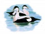 Illustration of Eider Duck (Somateria mollissima) (#3650)