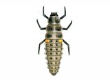 Illustration of Eighteen-spot Ladybird Larvae (Myrrha 18-guttata) (#1792)