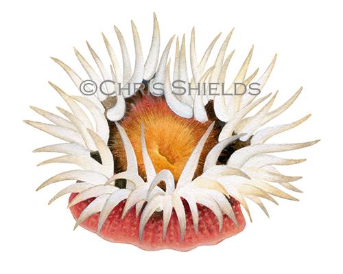 Illustration of Elegant Sea Anemone (Cylista elegans) (#4601)