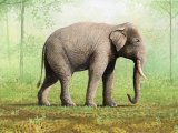 Illustration of Elephant (Asian) Elephas maximus (#4195)
